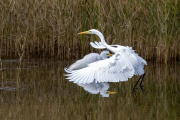 Great Egret