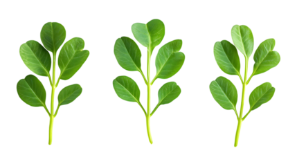 Fenugreek Leaves Set in Three Different Poses on Transparent Background for Herbal Remedies, Indian Cuisine, or Organic Superfoods