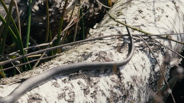 Common Grass Snakes, Natrix natrix, Basking on a Spring Day