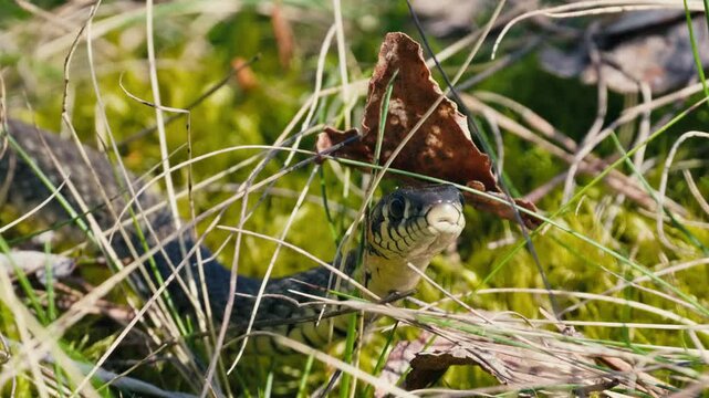 Snake in Spring Forest - Common Viper Crawling Through Grass and Moss