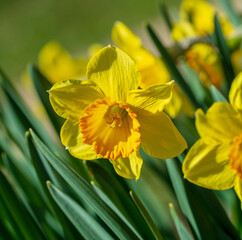 narcisă (Narcissus)