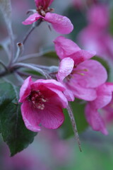 close up of a pink flower, spring flowers in the garden