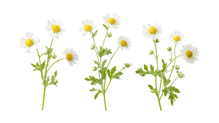 Fototapeta premium Feverfew Set in Three Different Poses on Transparent Background for Medicinal Herbs, Natural Remedies, or Floral Illustrations