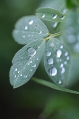 dew on grass, spring grass, water drops, rain weather