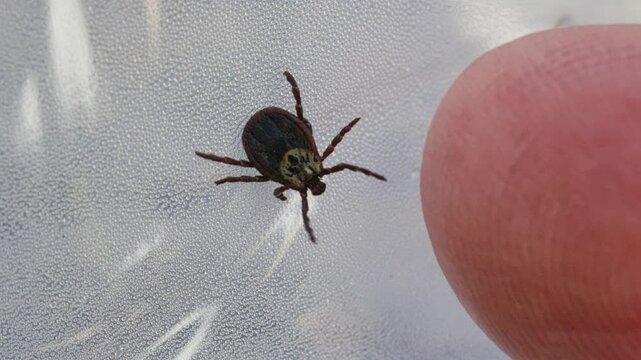 Tick Trying to Attach to Finger on Forest Bottle Close Up
