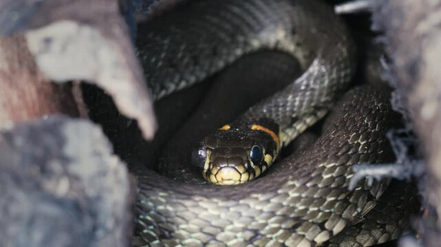 Common Grass Snakes, Natrix natrix, Basking on a Spring Day