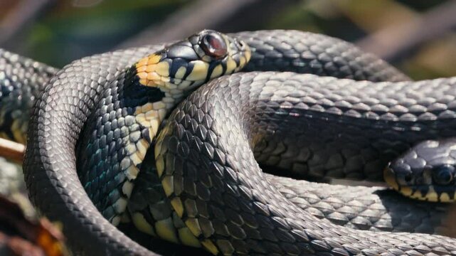Grass Snakes Resting on Branch in Springtime