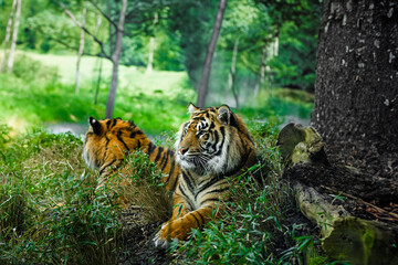 Two Sumatran tigers resting in the grass