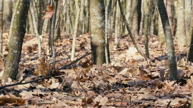 Spring Forest with Red Oak and Fallen Leaves on Ground