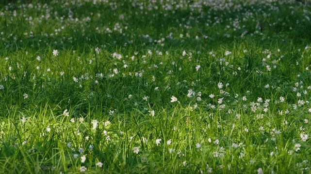 Close-up of Lily of the Valley Flowers in Spring Forest