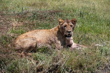Lioness resting in the savannah
