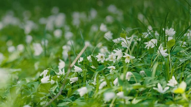 Close-up of Lily of the Valley Flowers in Spring Forest