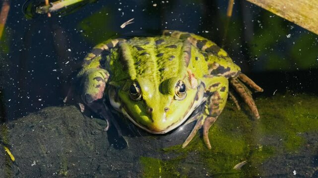 Close Up of Green Frog in Water at Forest Lake on Spring Day