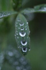 dew on grass, spring grass, water drops, rain weather
