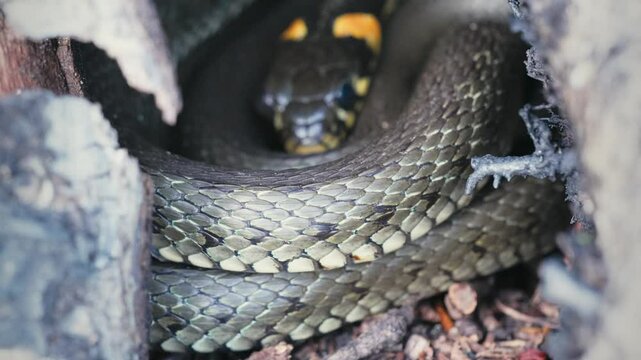 Common Grass Snakes, Natrix natrix, Basking on a Spring Day