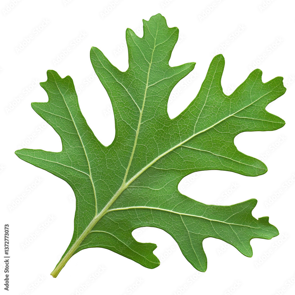 Aufkleber a vibrant green oak leaf with distinct lobes and visible veins, showcasing intricate patterns of nat