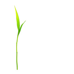 A single green bamboo shoot with two leaves stands against transparency background, symbolizing growth and simplicity. vibrant color and minimalistic design create serene and natural aesthetic