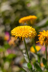 yellow dandelion flower