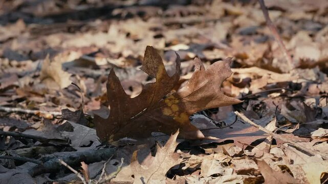 Dry Red Oak Leaves on Ground in Spring with Close-Up View