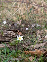 Flower in the Forest