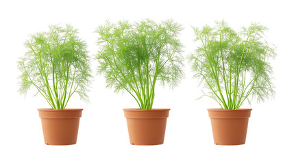 Fototapeta premium Fennel Plant in Pot Set in Three Different Poses on Transparent Background for Gardening, Herbal Remedies, or Organic Farming Concepts