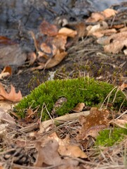 mushrooms in the forest