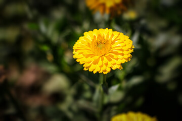 yellow dandelion flower