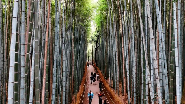 People walk by the path among the stunning high bamboo trees. Beautiful bamboo forest in Kyoto, Japan at daytime.