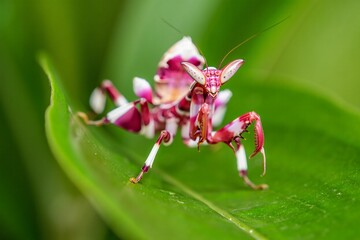 Fototapeta premium Orchid Mantis on Leaf in Defensive Pose. Generated AI