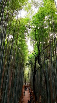 Walk along the alley between the bamboo trees. Tourist walking in the forest in Kyoto, Japan. Vertical video.