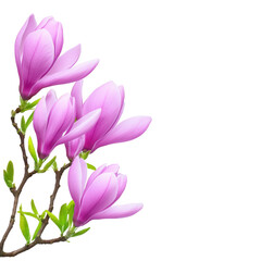 Naklejka premium A Beautiful pink magnolia flowers in full bloom on branch with fresh green leaves, isolated on transparency background. vibrant petals and delicate structure create serene and elegant scene