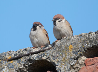 
House sparrows on a spring morning.