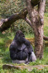 Gorillas,Gorilla gorilla, are ground-dwelling great apes