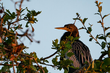 Anhinga resting in a tree.