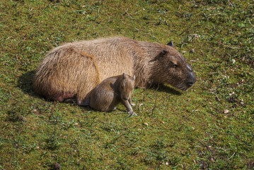 The capybara or greater capybara
