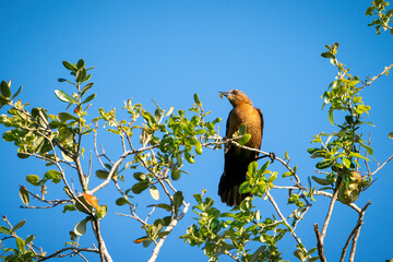 Female Boat Tailed Grackle on top of a tree.