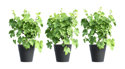 Grape Vine Plant in Pot Set in Three Different Poses on Transparent Background for Vineyard Illustrations, Gardening, or Organic Farming