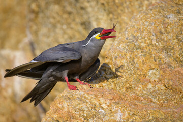 Inca Tern, Larosterna Inca, en la costa del Mar Pacifico, Concon, Chile