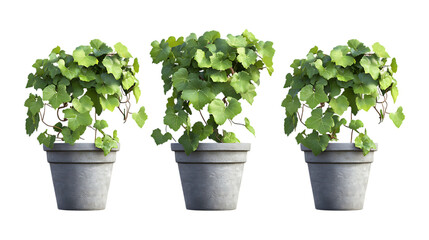 Grape Vine Plant in Pot Set in Three Different Poses on Transparent Background for Vineyard Illustrations, Gardening, or Organic Farming