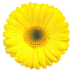 Fototapeta premium A vibrant yellow gerbera daisy in full bloom, showcasing its bright petals and intricate center, evokes sense of joy and freshness. Perfect for floral arrangements or garden decor