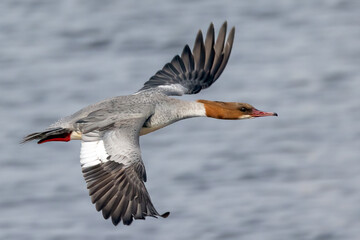 Common Merganser 