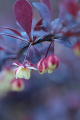 purple flowers in the garden, after the rain, spring time