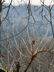 Bare Tree with Round Seed Pods Against Mountain Backdrop
