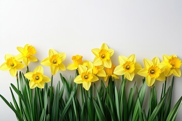 Obraz premium Cheerful yellow daffodils in full bloom against a bright white background symbolizing spring renewal and floral elegance in a minimalist style