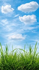 Obraz premium Lush green grass blades rise against a vibrant blue sky dotted with fluffy white clouds creating a tranquil and idyllic summer scene perfect for nature backgrounds.