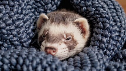Curious ferret playfully peeks through a snug blue knitted blanket, showcasing its inquisitive nature and endearing charm