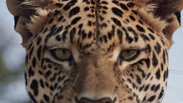 Leopard close up revealing powerful gaze, nuanced facial expressions highlighting feline beauty amid natural wilderness setting