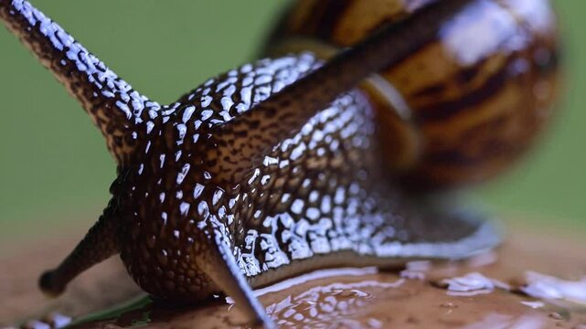 Terrestrial gastropod navigating damp surface. Extending delicate antennae while gliding smoothly across humid environment with glistening slime trail