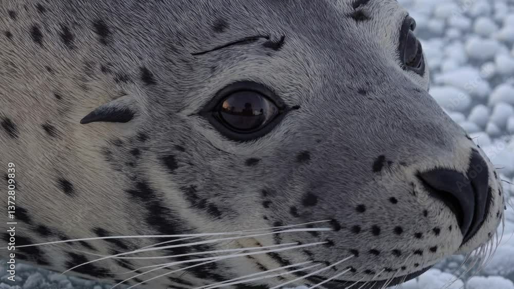Poster close up view featuring arctic seal resting on floating ice, blinking curiously while gazing toward 