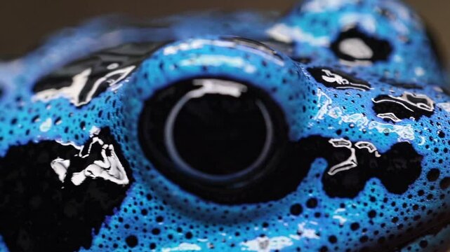 Close up shots emphasizing the vibrant blue skin and contrasting black spots of a Dyeing Poison Dart Frog